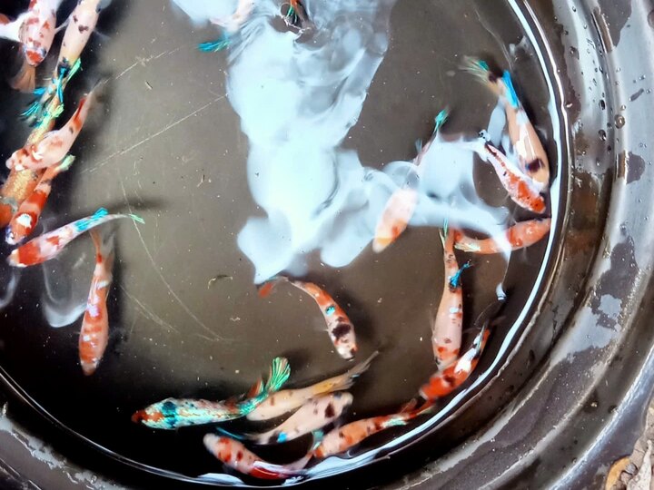 Betta black nemo bầy thủy sinh