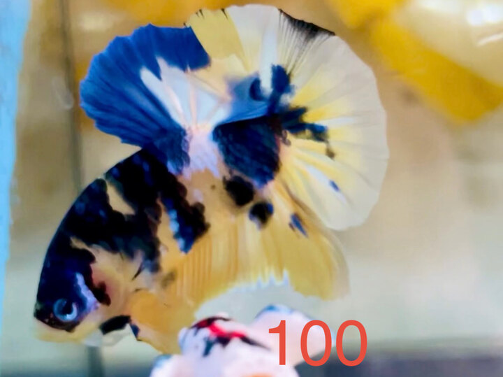 BLACK YELLOW GLX FORM GẤU VIP