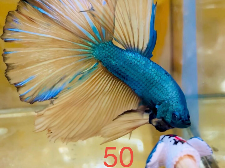 GREEN YELLOW HALFMOON