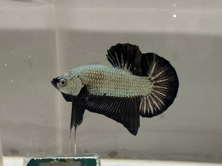 Rồng Đen. Sỉ & lẻ