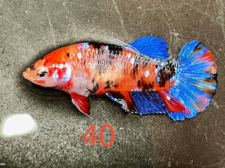 MÁI GLX NỀN ĐỎ CĂNG TRỨNG