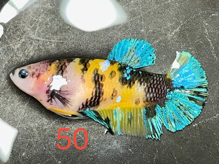 MÁI YELLOW GLX BẦU CĂNG