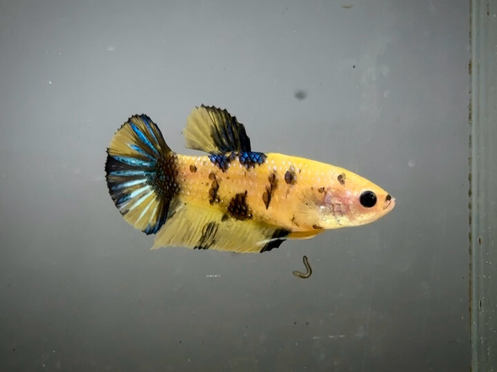 Yellow metallic female