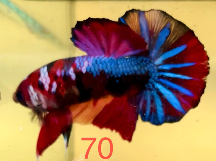 NEMO GALAXY MÀU ĐẬM