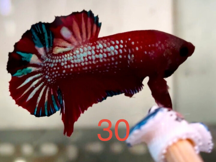 NEMO METALLIC TƠ JUNIOR