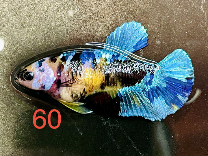 MÁI BLACK YELLOW GLX