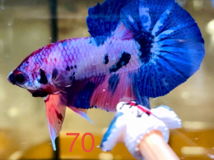 NEMO CANDY TONE TÍM