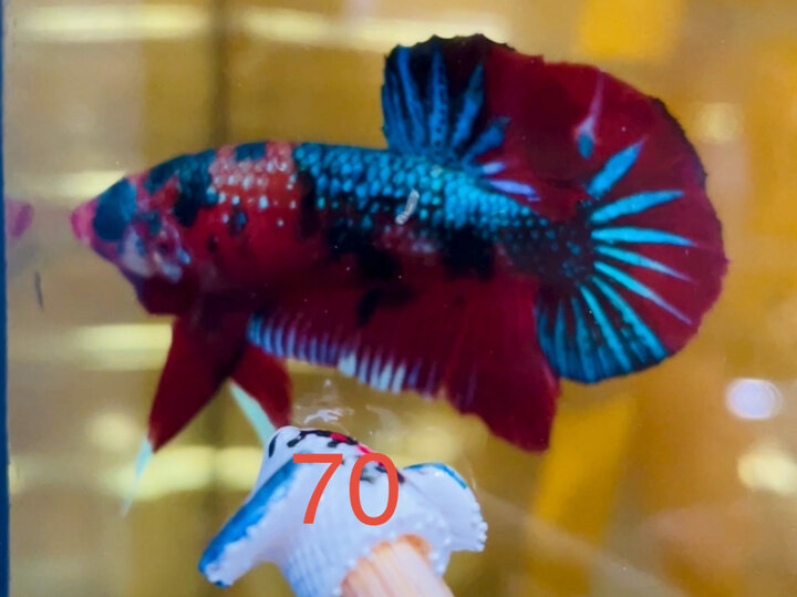 NEMO METALLIC NỀN ĐỎ ĐẸP