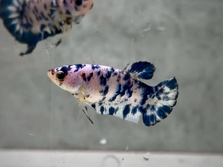 Marble dot ⚪️🔵