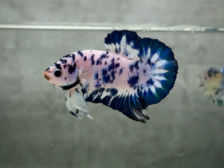 Marble dot 🔵⚪️