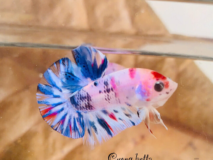 Betta