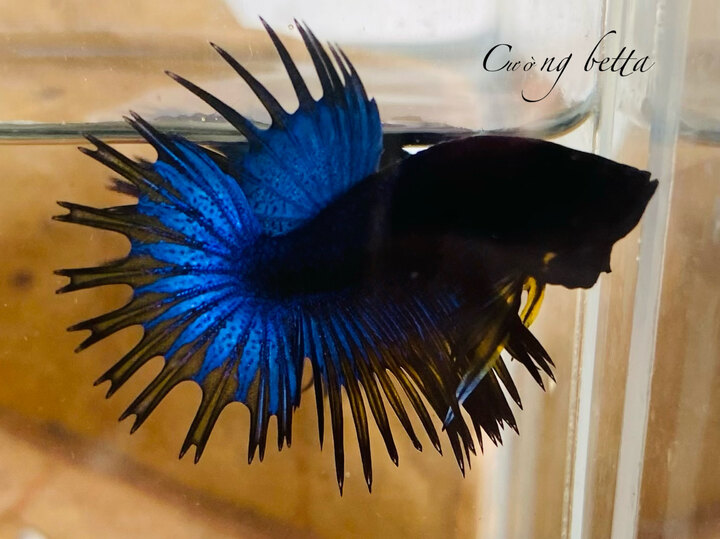 Betta
