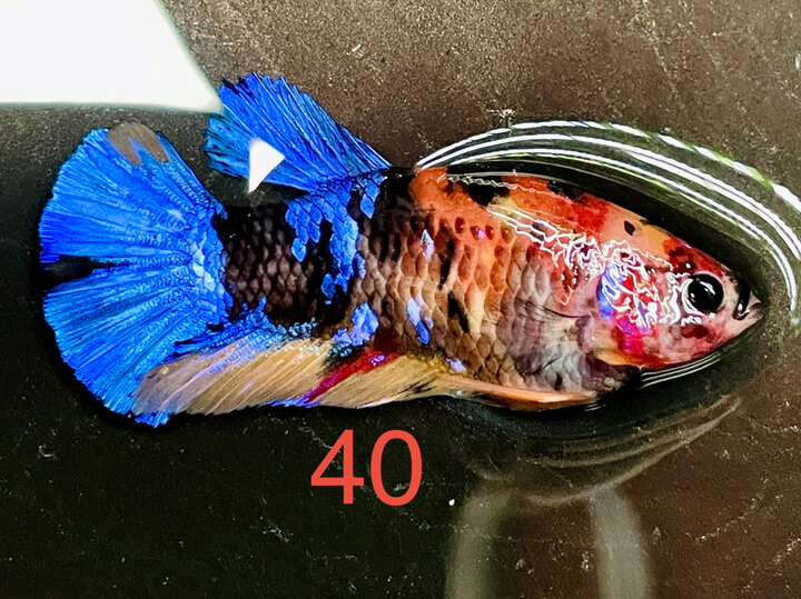 MÁI NEMO GALAXY CĂNG TRỨNG