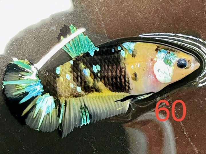 MÁI BLACK YELLOW GLX BẦU