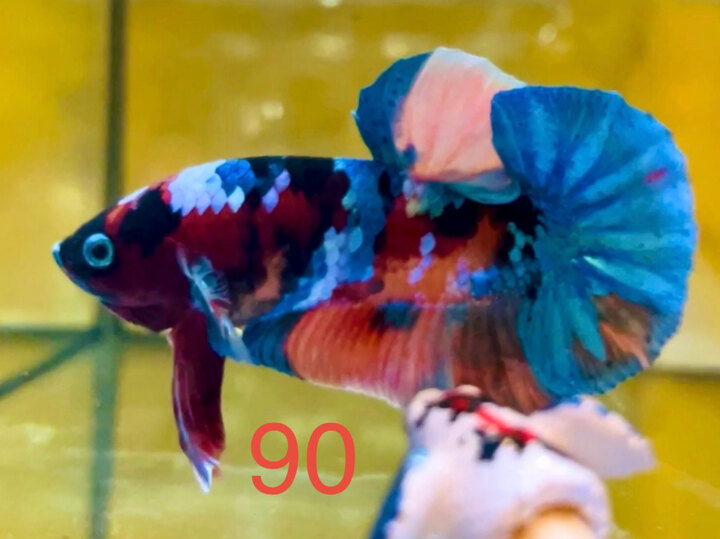 NEMO MULTI MÀU SIÊU ĐẬM