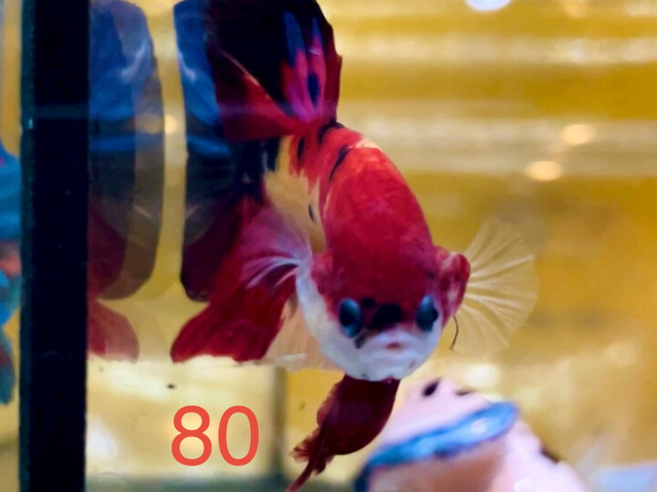 NEMO MULTI MẢNG TƯƠI