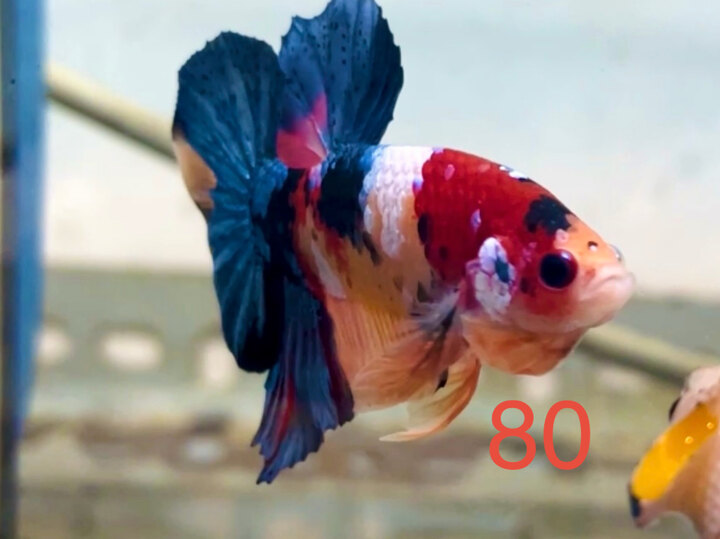 MULTI MẢNG TONE SÁNG