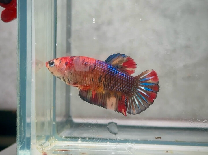 Koi multicolor female
