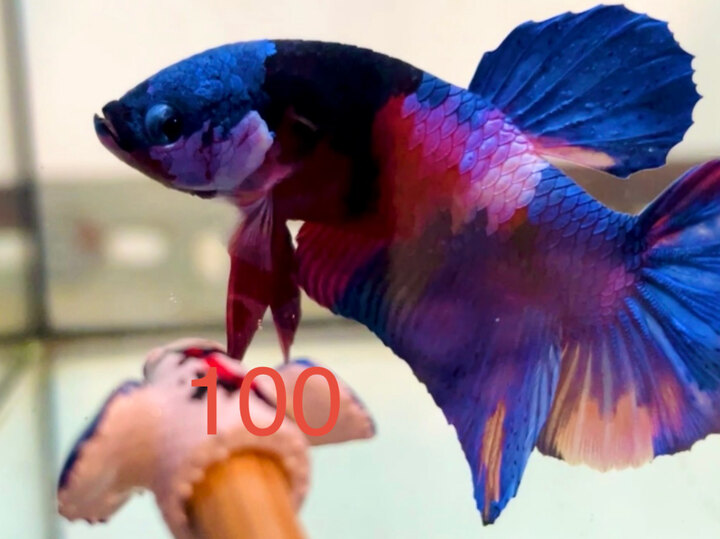 MULTI MẢNG GIÁP XANH VIP