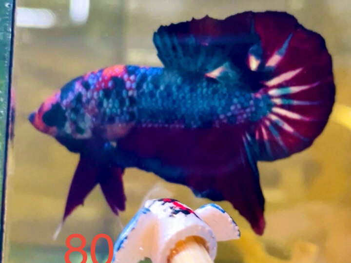 METALLIC FORM ĐẸP