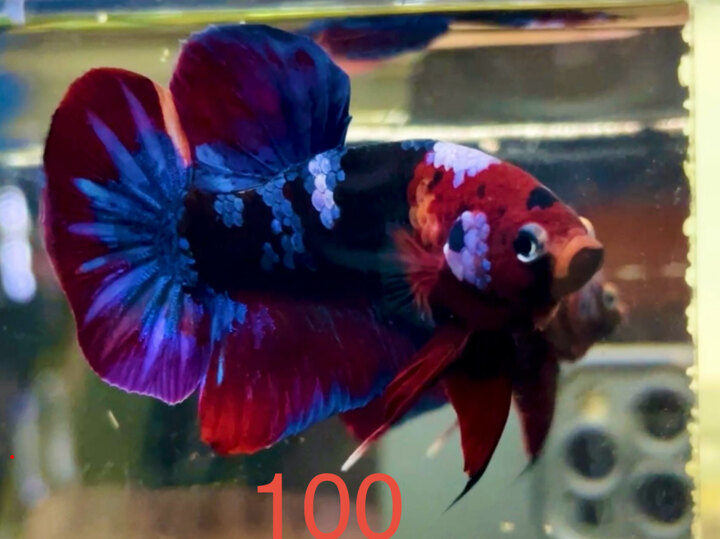 BLACK NEMO MÀU ĐẬM