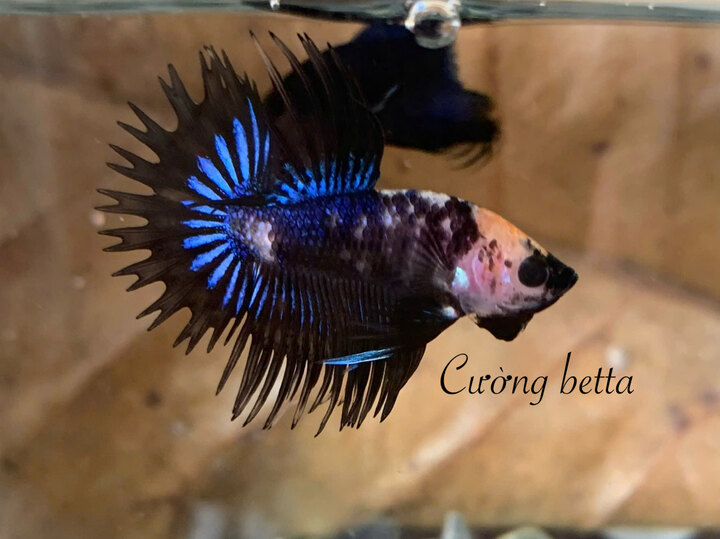 Betta tưa..