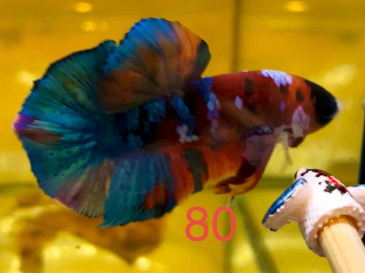 NEMO GALAXY FORM TỐT