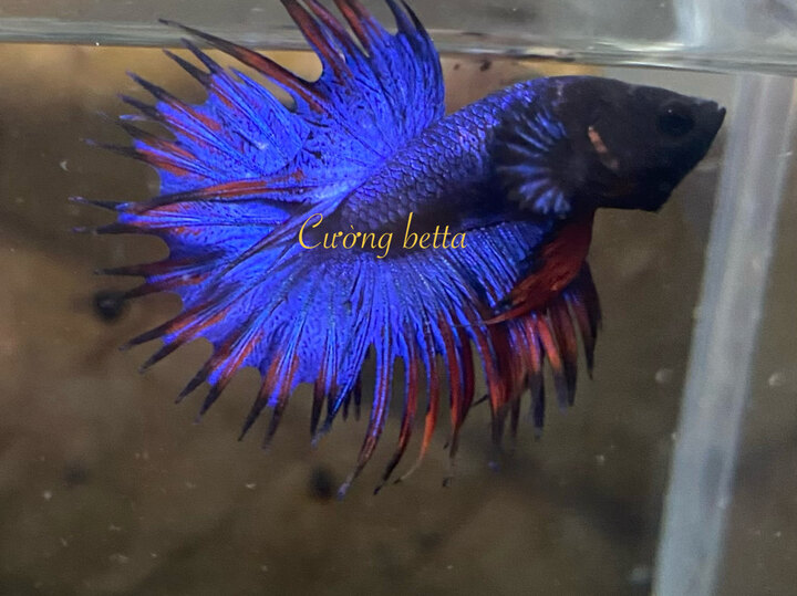 Betta đuoi tưa blue