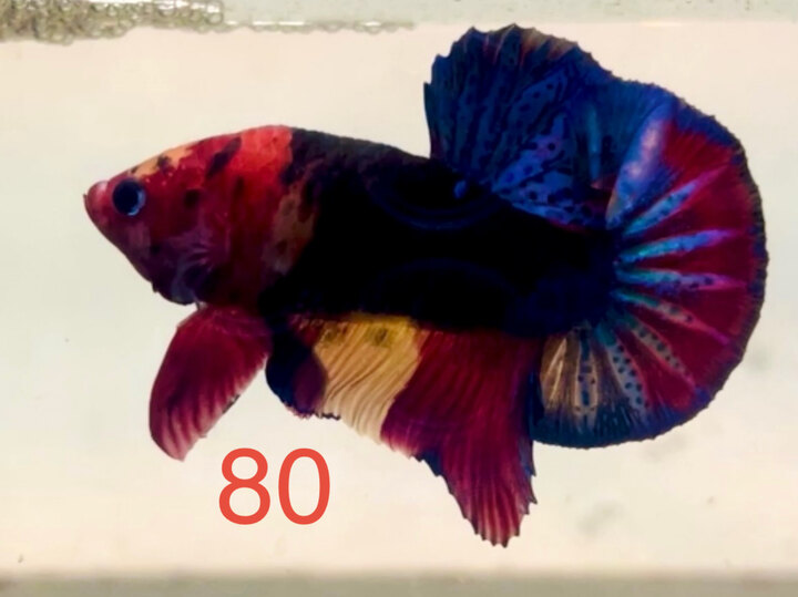 BLACK NEMO MULTI VIP