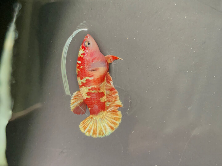 Female Red Gold Clean
