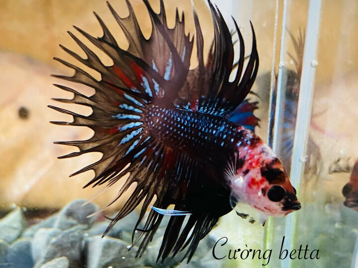 Betta tưa