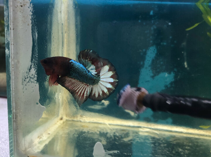 Ib zalo:0789302225 hcm gần qua lấy ạ✈️