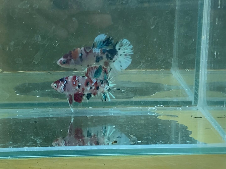 cá betta koi red galaxy