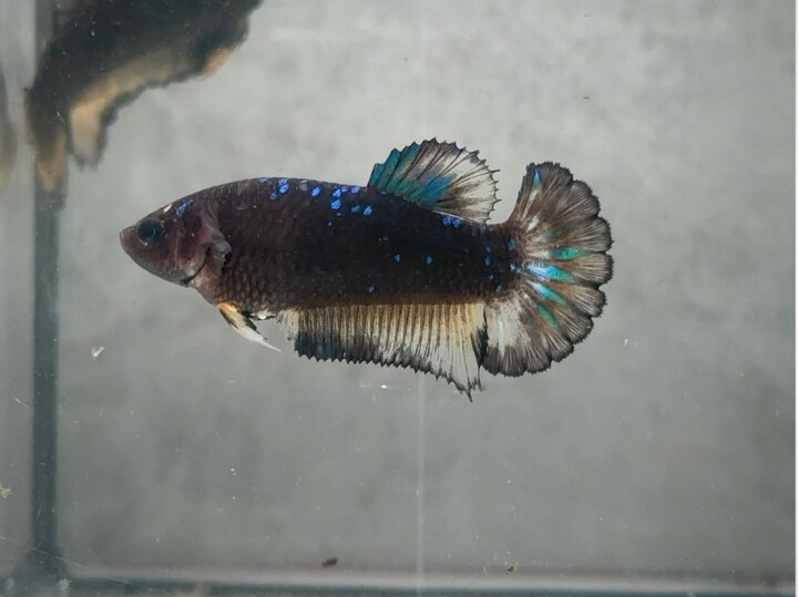 Black yellow⚫️🟡