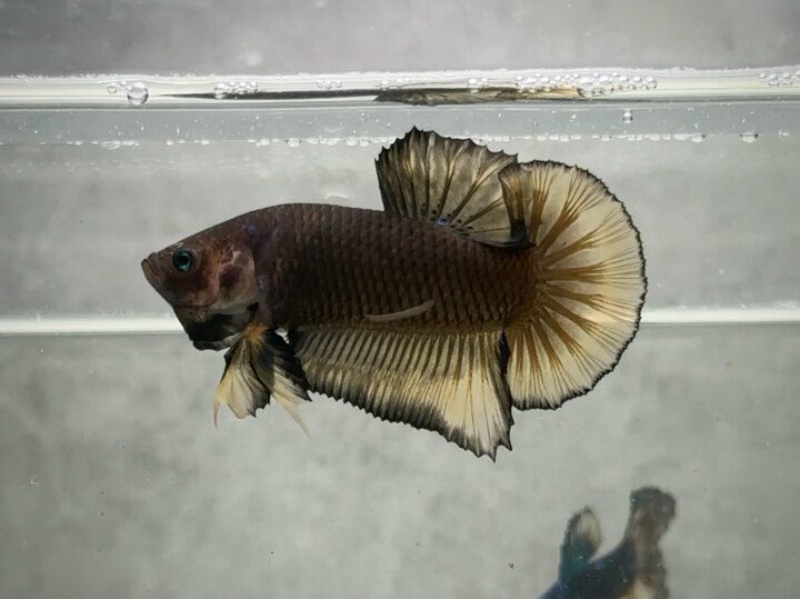 Black yellow 🟡⚫️