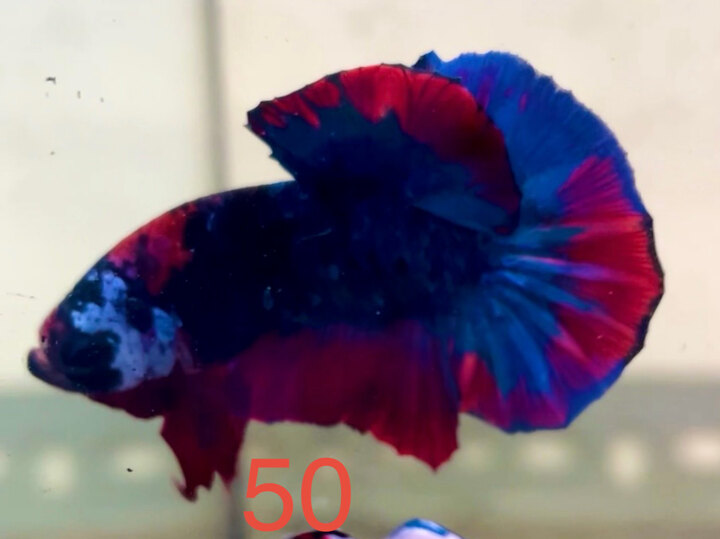 BLACK NEMO HẠT DẺ MÀU ĐẬM