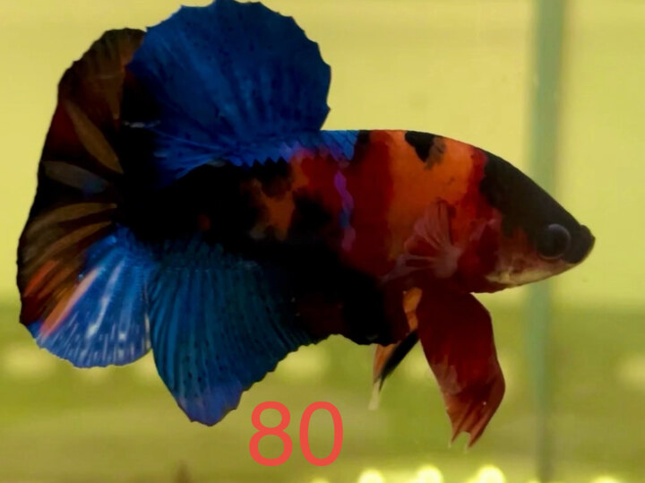 NEMO BASE MULTI MẢNG ĐẬM