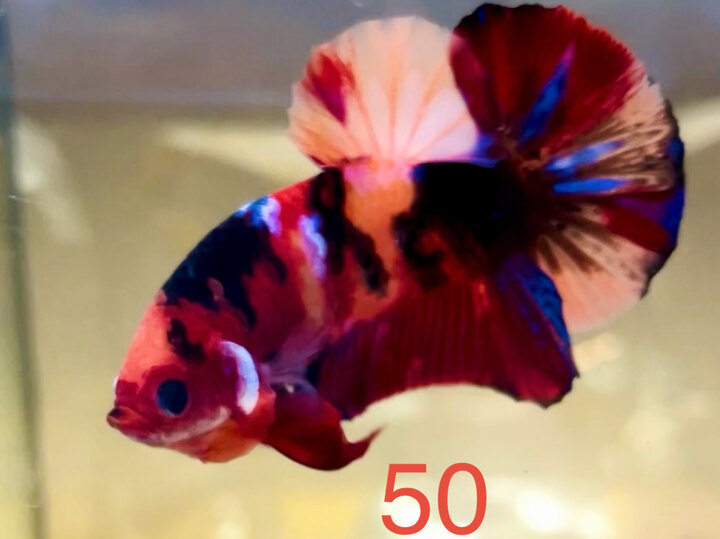 GALAXY TƠ KÈ TỐT