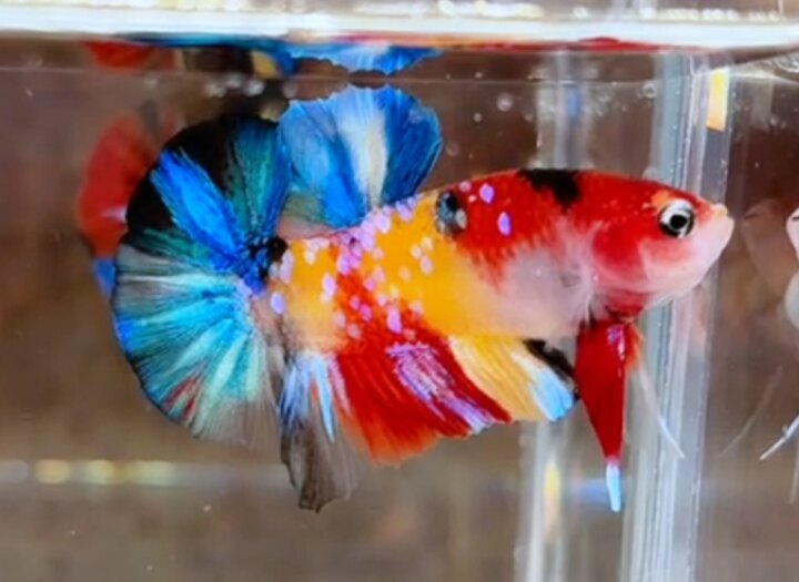 Nemo Multi nền vàng