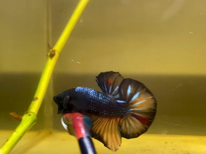 1 trống black nemo tơ sung zin