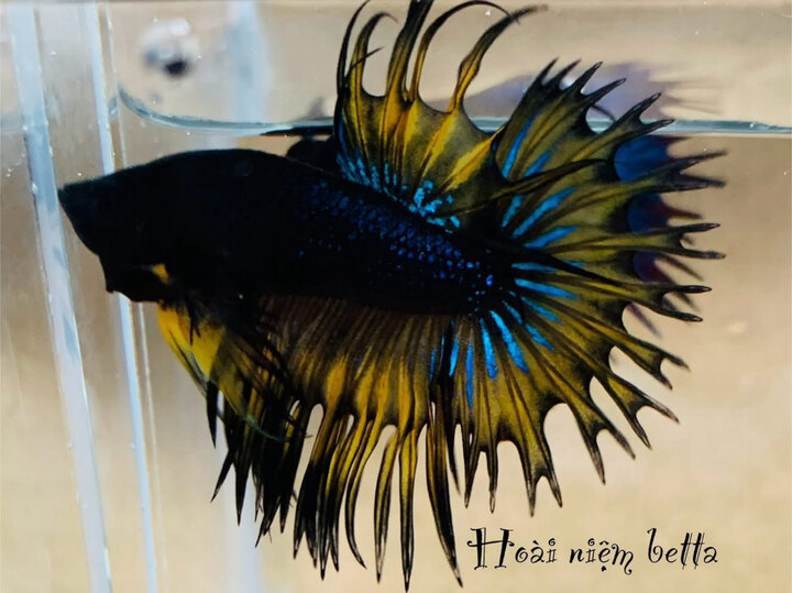 Betta tưa 🖤💙💛
