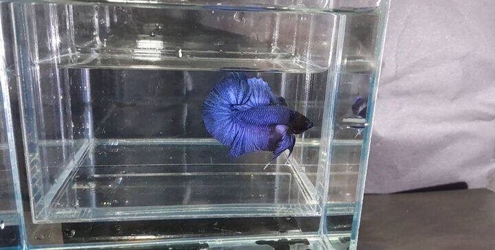 Blue Royal Black Head