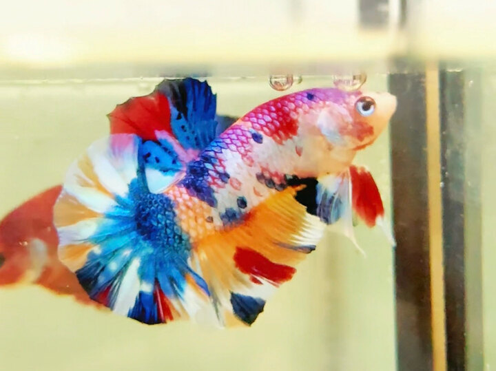 Metallic nhiều màu