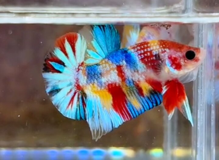 Nemo Metallic Multicolor