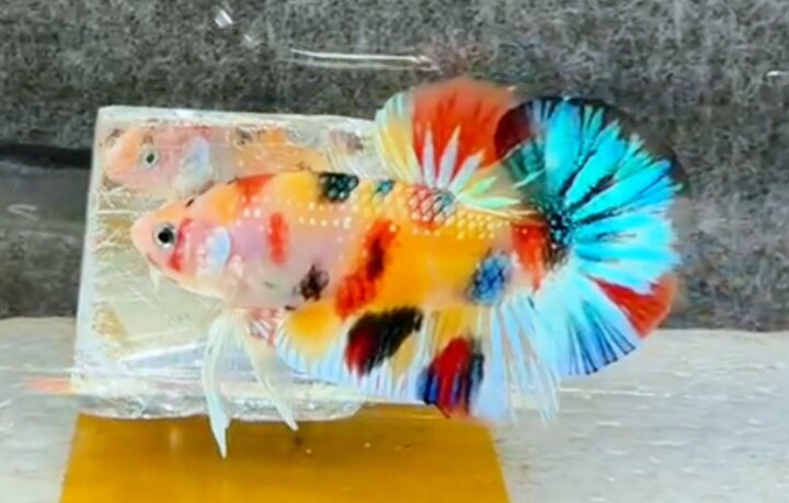 Nemo Metallic nền vàng