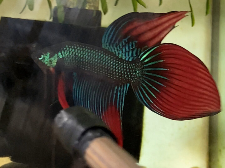 Wild imbellis longtail 🔥