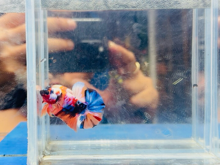 Nemo multicolor
