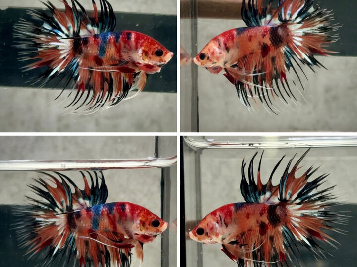 Nemo metallic crowtail