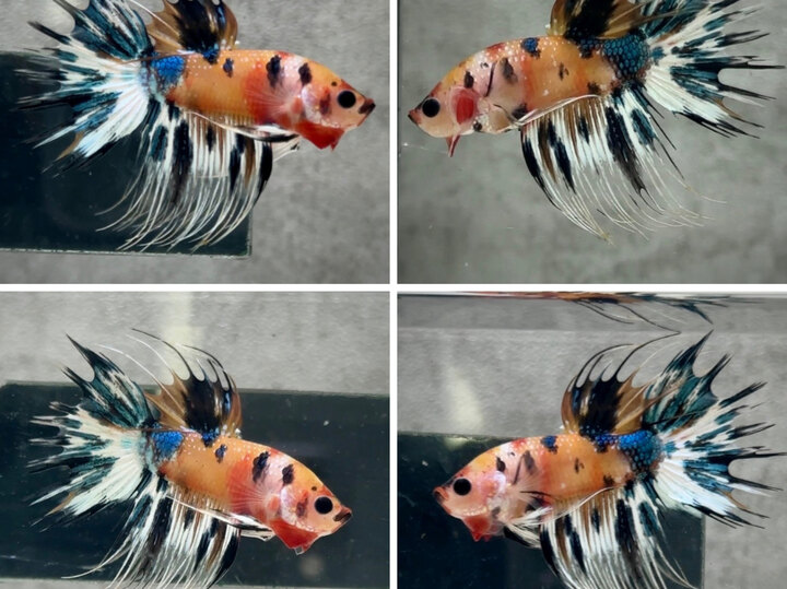 Multicolor metallic ct