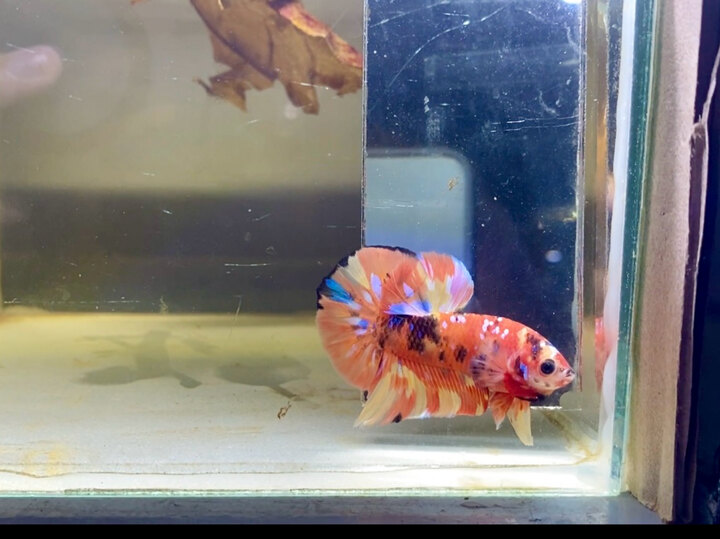 Vàng thật nhé ae